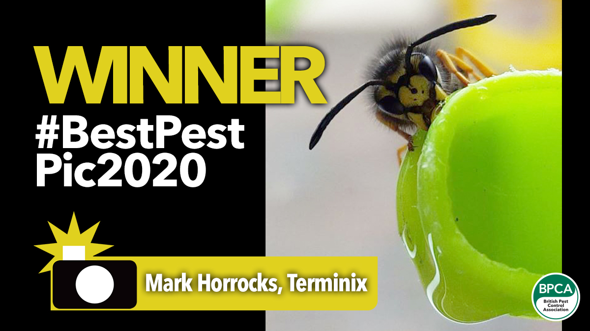 bestpestpic2020 winner announced bestpestpic2020 winner announced